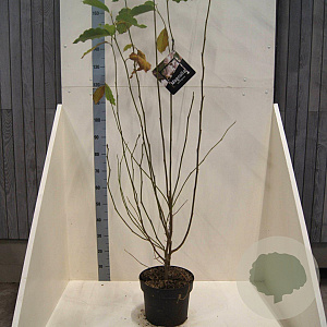 Magnolia soulangeana 125-150 cm 10L meerstammig