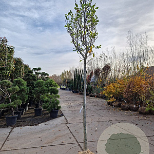 Magnolia soulangeana 180 cm stam draadkluit 16-18