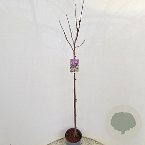 Magnolia 'Susan' 100 cm stam 5,0L