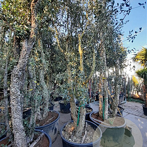 Quercus suber 300-350 cm container meerstammig