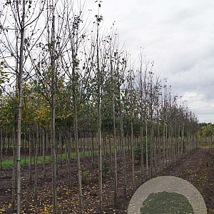 Malus 'Mokum' 8-10 HO draadkluit