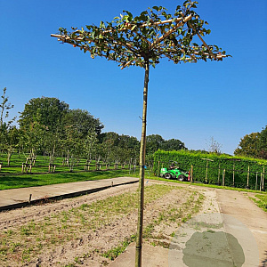 Malus 'Red Sentinel' 10-12 HO 50L dakvorm 225 225 cm stam