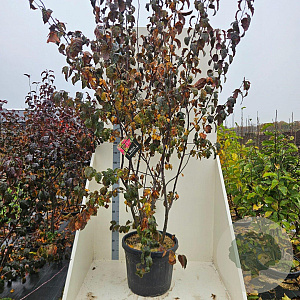 Malus toringo 'Scarlett' 200-250 cm cont. 55L meerstammig