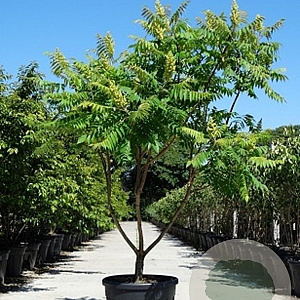 Rhus typhina 250-300 cm cont. 90L meerstammig
