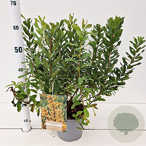 Myrica gale 30-40 cm 3,0L
