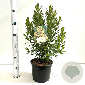 Myrica gale 30-40 cm 3,0L
