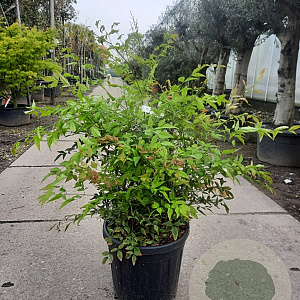 Nandina domestica 80-100 cm 2,5L