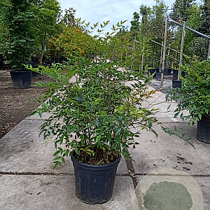 Nandina domestica 100-125 cm 25L