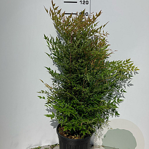 Nandina domestica 100-125 cm 25L