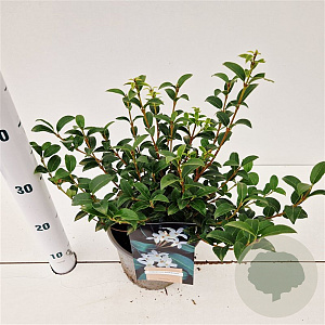 Osmanthus burkwoodii 30-35 cm 3,0L