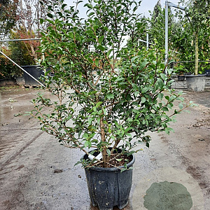 Osmanthus burkwoodii 60-80 cm 10L