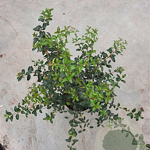 Osmanthus burkwoodii 60-80 cm 10L
