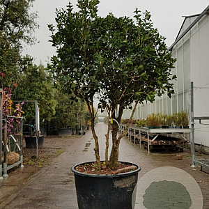 Osmanthus heterophyllus 200-250 cm container 80 stam