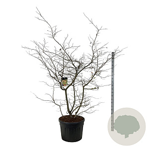 Parrotia persica 200-225 cm cont. 130L extra