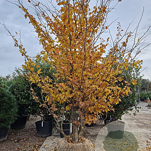Parrotia persica 350-400 cm draadkluit meerstammig struik