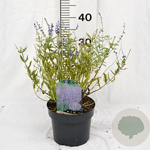 Perovskia 'Blue Spire' 30-40 cm 3,0L