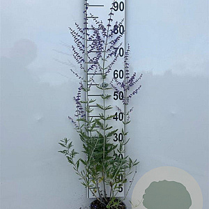 Perovskia 'Blue Spire' 40-60 cm 2,0L