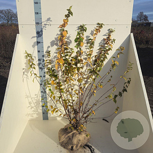 Philadelphus 'Belle Etoile' 125-150 cm met kluit