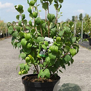 Philadelphus 'Virginal' 80-100 cm 10L