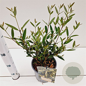Phillyrea angustifolia 40-50 cm 2,5L