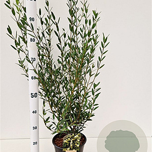 Phillyrea angustifolia 60-80 cm 4,5L