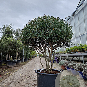 Phillyrea angustifolia 140-150 cm container piramide