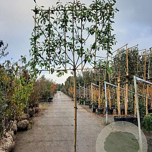 Photinia fraseri 'Red Robin' 10-12 cm container LEIVORM 200 cm stam