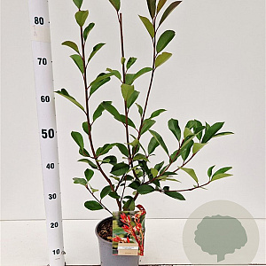 Photinia fraseri 'Red Robin' 60-80 cm 2,5L