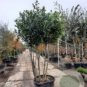 Photinia fraseri 'Red Robin' 175-200 cm cont. 130L paraplu