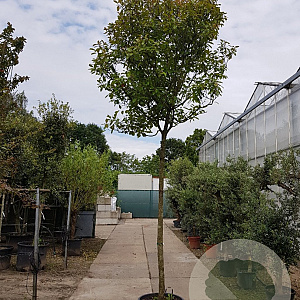 Photinia fraseri 'Red Robin' 200 cm stam container 20-25 leiboom