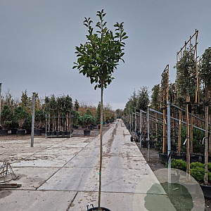 Photinia fraseri 'Red Robin' 200 cm stam 30L 8-10