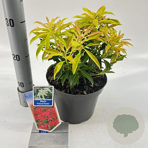 Pieris 'Forest Flame' 20-25 cm 3,0L