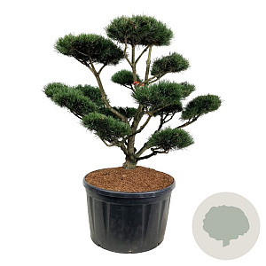 Pinus mugo 'Gnom' 150-175 cm cont. 285L bonsai