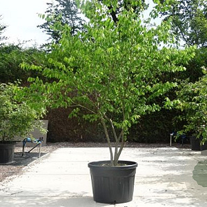 Zelkova serrata 12-14 HO cont. 55L