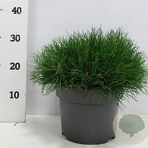Pinus mugo mugo 30-40 cm 5,0L