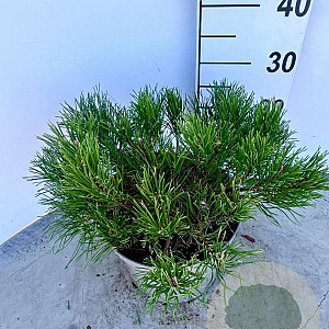 Pinus mugo mugo 30-40 cm 5,0L