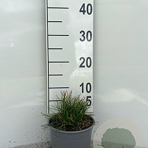 Pinus mugo mugo plantgoed 2,0L