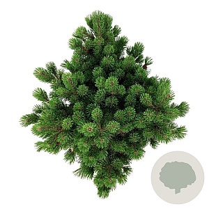 Pinus mugo 'Mumpitz' 40-50 cm 30L extra