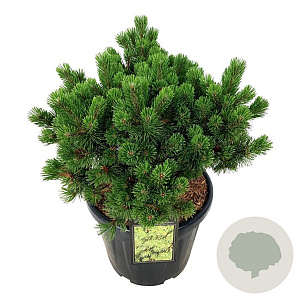 Pinus mugo 'Mumpitz' 40-50 cm 30L extra