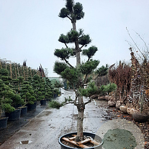 Pinus nigra nigra 300-350 cm container