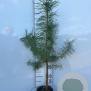 Pinus sylvestris 60-80 cm 2,0L