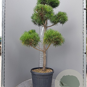 Pinus sylvestris 140-160 cm container bonsai