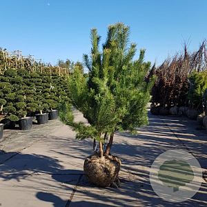 Pinus sylvestris 175-200 cm container meerstammig