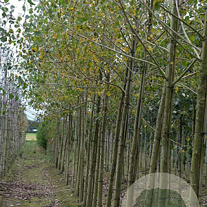 Populus nigra 14-16 HO draadkluit