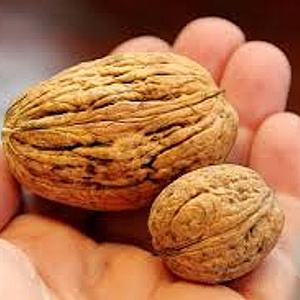 Juglans r. 'Lange van Lod' 12-14 HO cont. 90L