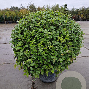 Quercus ilex 100 cm container bol