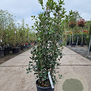 Quercus ilex 100-125 cm 10L