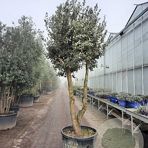 Quercus ilex 250-300 cm cont. 230L paraplu