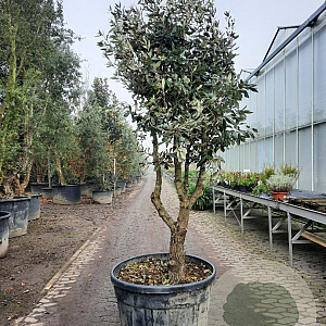 Quercus ilex 250-300 cm cont. 230L paraplu
