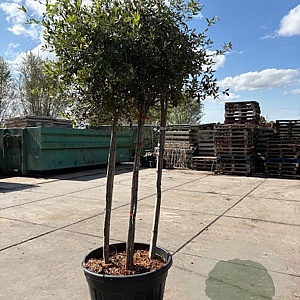 Quercus ilex 175-200 cm container meerstammig